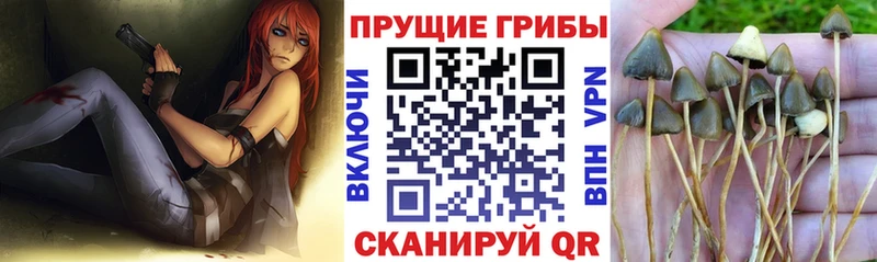 мега   Саянск  Галлюциногенные грибы GOLDEN TEACHER 